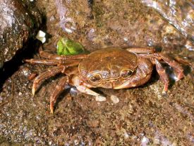 Crabe d�eau source, Potamon fluviatile, Valle del Treja